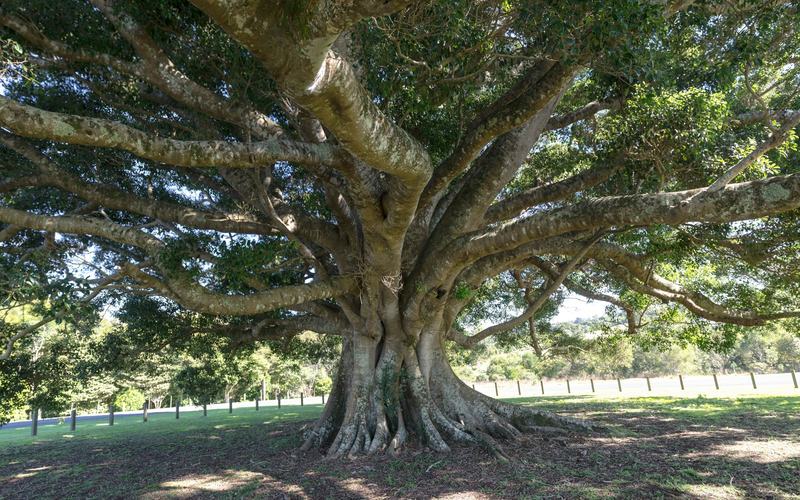 A broad old fig tree spreading its branches over a park